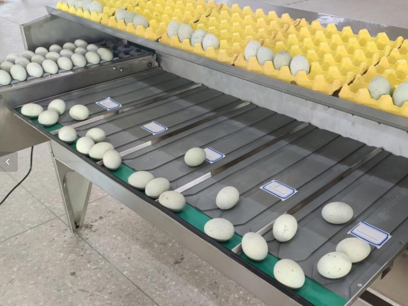 Efficient egg sorting machine with minimal errors