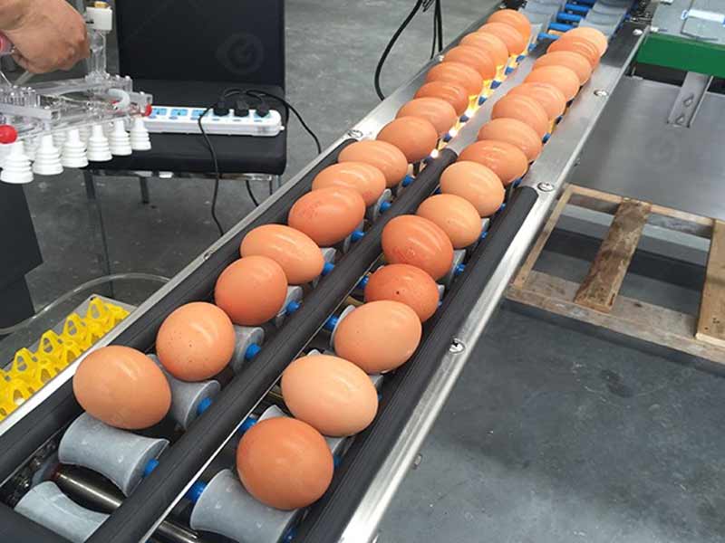 Efficient automatic egg grading machine with quick sorting