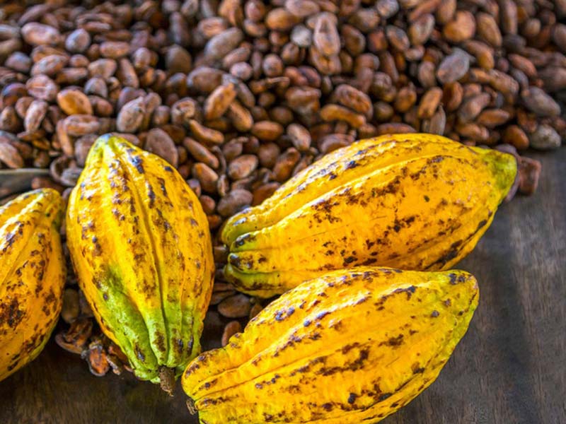 Step - by - step guide to the modern cocoa production process