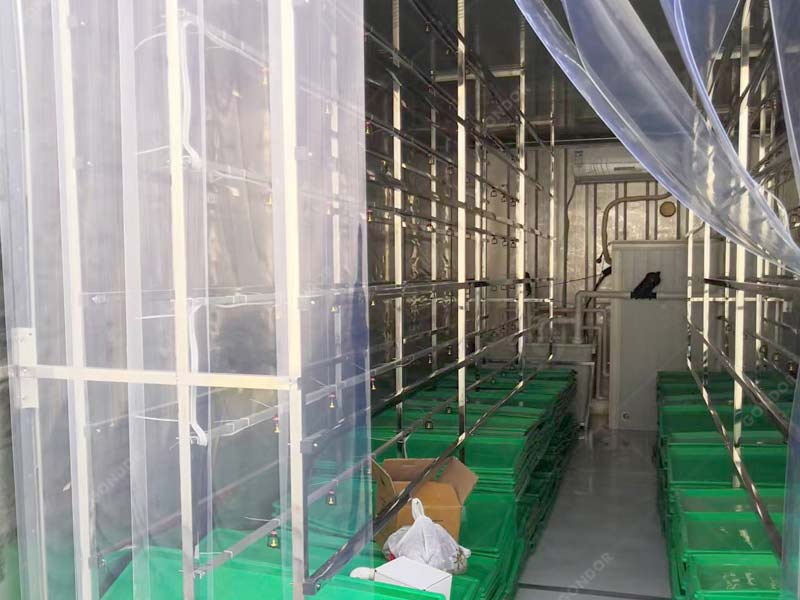Fast-growing container mushroom varieties for home cultivation