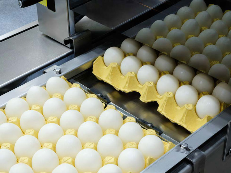 Egg Washing Production Line for Egg Processing Plants