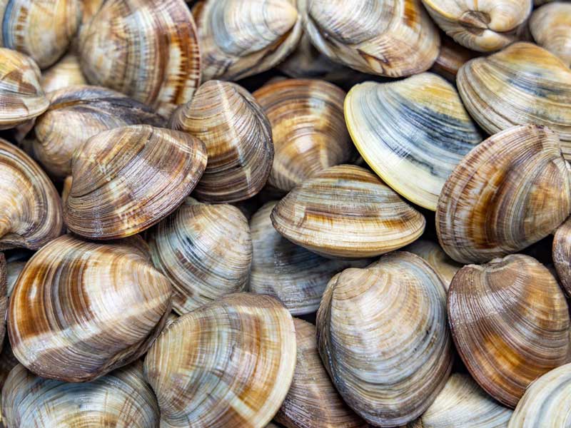 Brush Roller Cleaning Machine For Clams