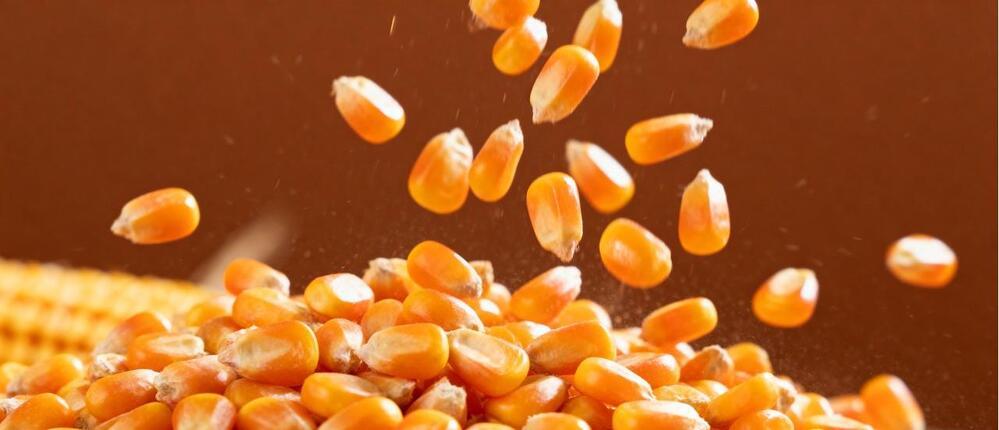 Corn Threshing Machine Working Process