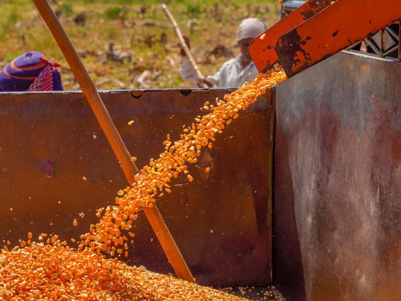 How does a corn thresher machine work