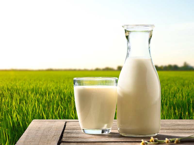 Milk Pasteurizer For Milk