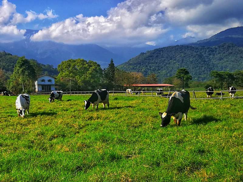 Milk Pasteurizer For The Dairy Farm