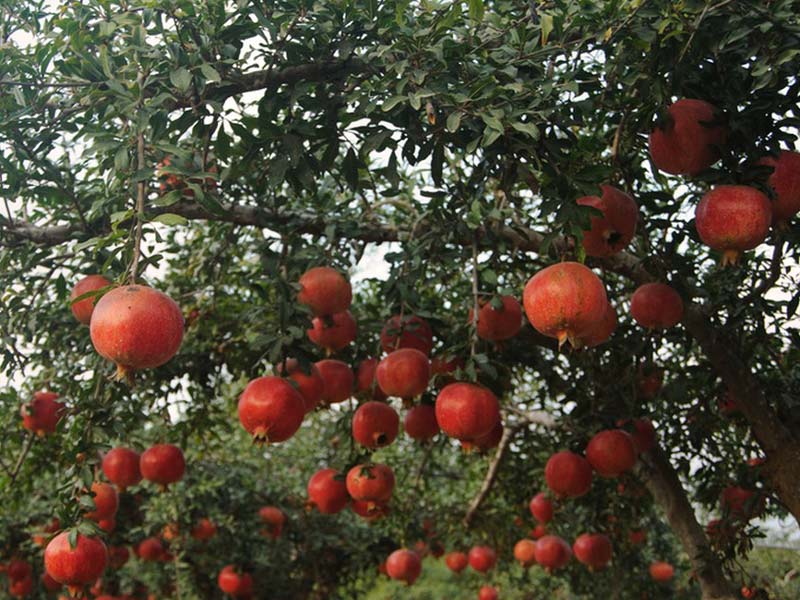 Automatic Pomegranate Peeling Machine For Pomegranate Farm
