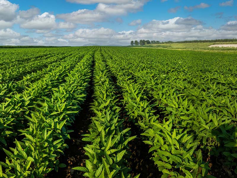 Fog Cannon Machine for Cropland
