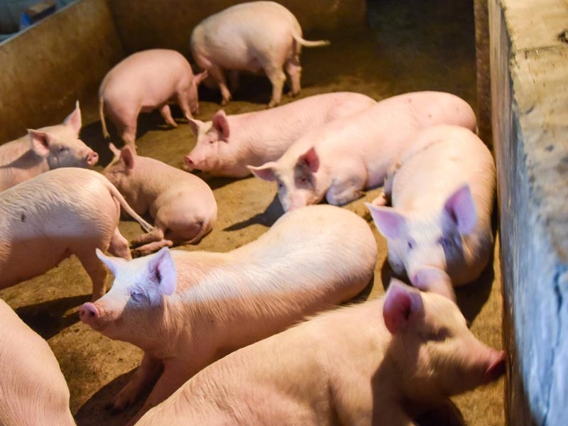 Sludge Dewatering Machine for Aquaculture Farm