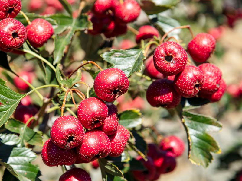 Fruit Pitting Machine for Hawthorn