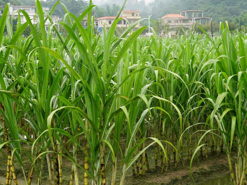 Sugarcane Plantation