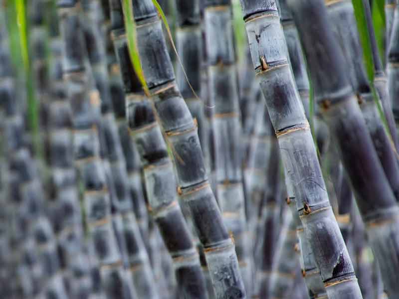 Sugarcane